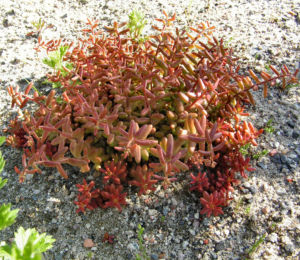 Dickblaettriger Mauerpfeffer Sedum dasyphyllum 04