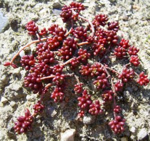 Dickblaettriger Mauerpfeffer Sedum dasyphyllum 07