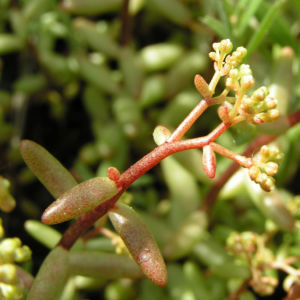 Dickblaettriger Mauerpfeffer Sedum dasyphyllum 08