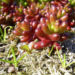 Zurück zum kompletten Bilderset Buckel-Fetthenne Sedum dasyphyllum