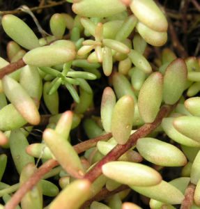 Dickblaettriger Mauerpfeffer Sedum dasyphyllum 10