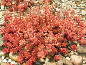 Dickblaettriger Mauerpfeffer Sedum dasyphyllum 11