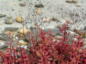 Dickblaettriger Mauerpfeffer Sedum dasyphyllum 12
