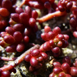 Dickblaettriger Mauerpfeffer Sedum dasyphyllum 13