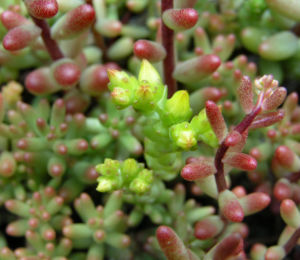 Dickblaettriger Mauerpfeffer Sedum dasyphyllum 14