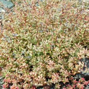 Dickblaettriger Mauerpfeffer Sedum dasyphyllum 16