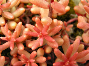Dickblaettriger Mauerpfeffer Sedum dasyphyllum 17