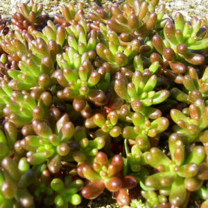 Dickblaettriger Mauerpfeffer Sedum dasyphyllum 18
