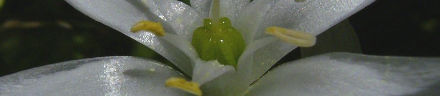 Anklicken um das ganze Bild zu sehen  Dolden Milchstern - Ornithogalum umbellatum