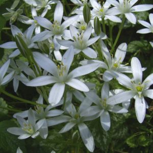 Dolden Milchstern Ornithogalum umbellatum 04