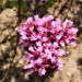 Zurück zum kompletten Bilderset Dost Blüte pink - Origanum lävigatum