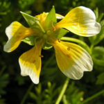 Douglas Sumpfblume Bluete gelb weiss Limnanthes douglasii 05