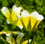Douglas Sumpfblume Bluete gelb weiss Limnanthes douglasii 07