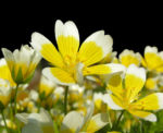 Douglas Sumpfblume Bluete gelb weiss Limnanthes douglasii 09