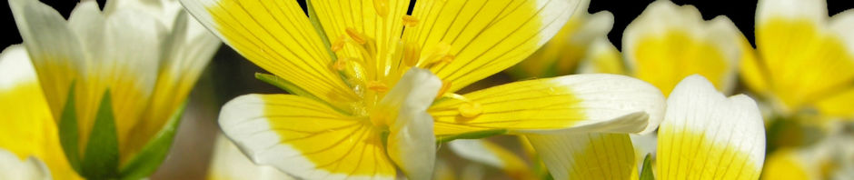 douglas-sumpfblume-bluete-gelb-weiss-limnanthes-douglasii