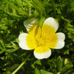 Douglas Sumpfblume Bluete gelb weiss Limnanthes douglasii 10