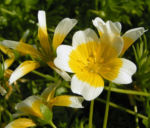 Douglas Sumpfblume Bluete gelb weiss Limnanthes douglasii 11