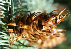 Douglasie Baum Zapfen braun Pseudotsuga menziesii 02