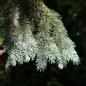 Douglasie Baum Zapfen braun Pseudotsuga menziesii 03