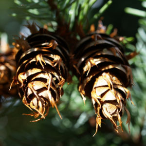 Douglasie Baum Zapfen braun Pseudotsuga menziesii 09