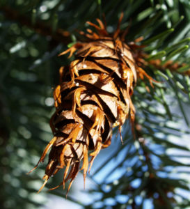Douglasie Baum Zapfen braun Pseudotsuga menziesii 11