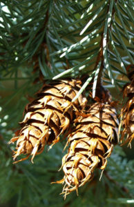 Douglasie Baum Zapfen braun Pseudotsuga menziesii 12