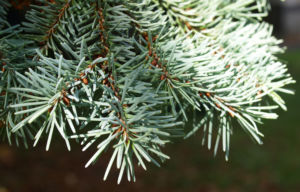 Douglasie Baum Zapfen braun Pseudotsuga menziesii 14