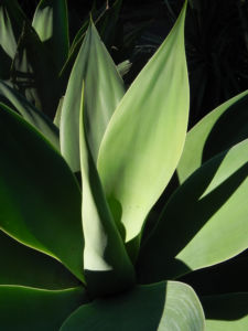 Drachenbaum Agave Blatt gruen Agave attenuata 06