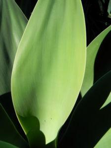 Drachenbaum Agave Blatt gruen Agave attenuata 07