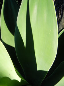 Drachenbaum Agave Blatt gruen Agave attenuata 08