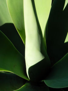 Drachenbaum Agave Blatt gruen Agave attenuata 09