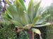 Zurück zum kompletten Bilderset Drachenbaum-Agave Blatt grün Agave attenuata