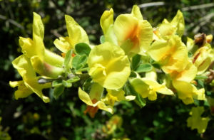 Dreibluetiger Geissklee Bluete gelb Chamaecytisus triflorus 01
