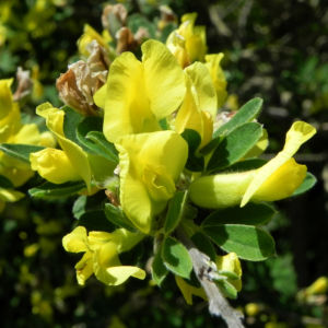Dreibluetiger Geissklee Bluete gelb Chamaecytisus triflorus 02
