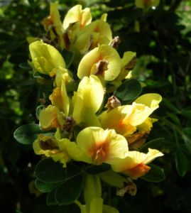 Dreibluetiger Geissklee Bluete gelb Chamaecytisus triflorus 04