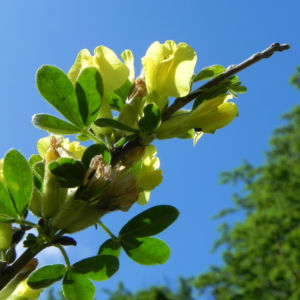 Dreibluetiger Geissklee Bluete gelb Chamaecytisus triflorus 06