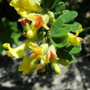 Dreibluetiger Geissklee Bluete gelb Chamaecytisus triflorus 09