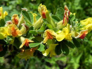 Dreibluetiger Geissklee Bluete gelb Chamaecytisus triflorus 10