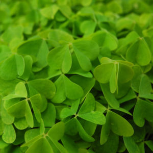 Dreieckiger Gluecksklee Blatt gruen Oxalis triangularis 03