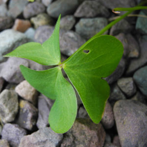 Dreieckiger Gluecksklee Blatt gruen Oxalis triangularis 04