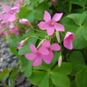 Dreieckiger Gluecksklee Bluete pink Oxalis triangularis 02