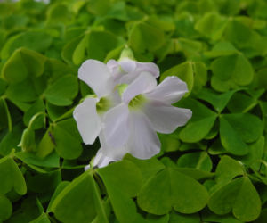 Dreieckiger Gluecksklee Bluete weiß Oxalis triangularis 02