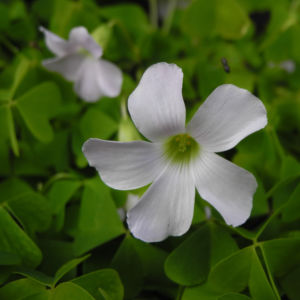 Dreieckiger Gluecksklee Bluete weiß Oxalis triangularis 04