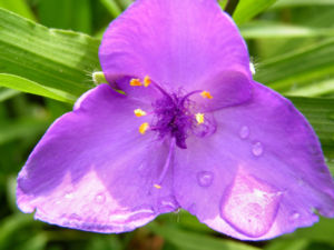 Dreimaster Blume Bluete Blau Tradescantia virginiana 01