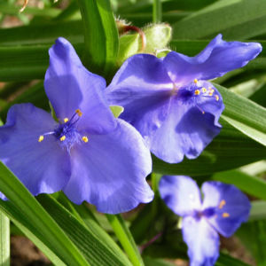Dreimaster Blume Bluete Blau Tradescantia virginiana 02