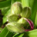 Zurück zum kompletten Bilderset Dreimasterblume Blüte Blau Tradescantia virginiana