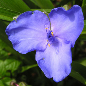 Dreimaster Blume Bluete Blau Tradescantia virginiana 05