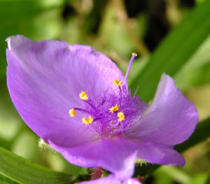 Dreimaster Blume Bluete Blau Tradescantia virginiana 06