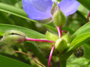 Dreimaster Blume Bluete Blau Tradescantia virginiana 07