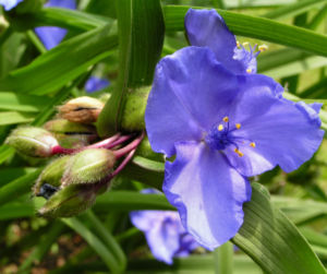 Dreimaster Blume Bluete Blau Tradescantia virginiana 08